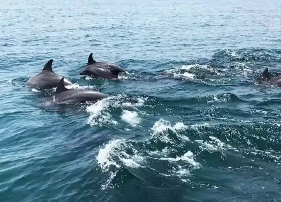 محل مشاهده دلفين ها