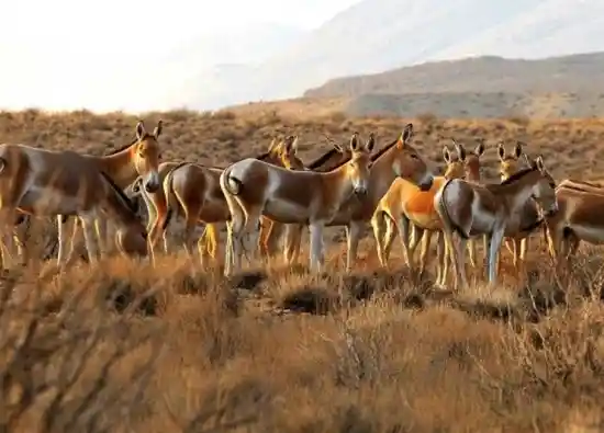 منطقه حفاظت شده خارتوران