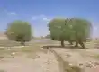چشمه سه درخت