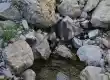 چشمه حسن آپو