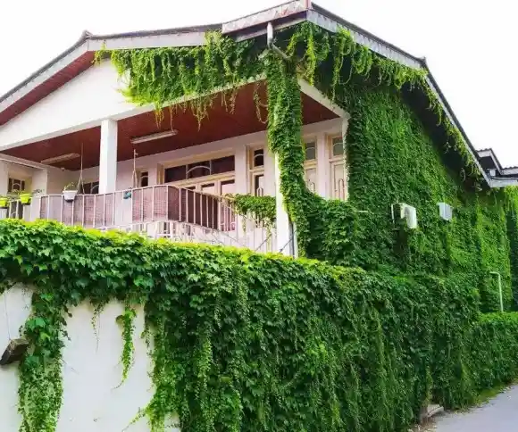 هاستل ماهور-1