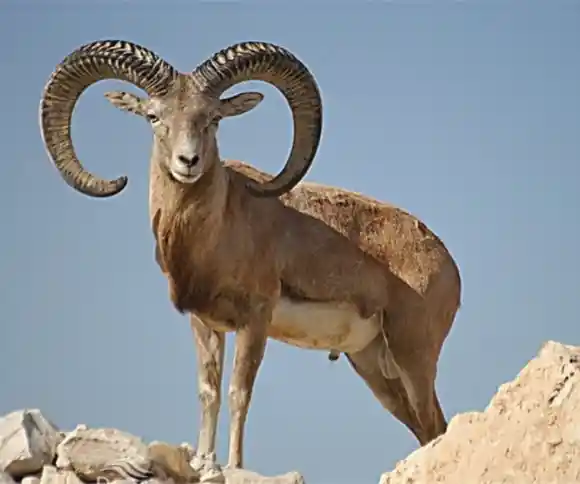 منطقه حفاظت شده هرمد-1