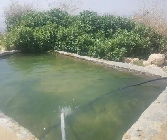 چشمه شیرازی-1