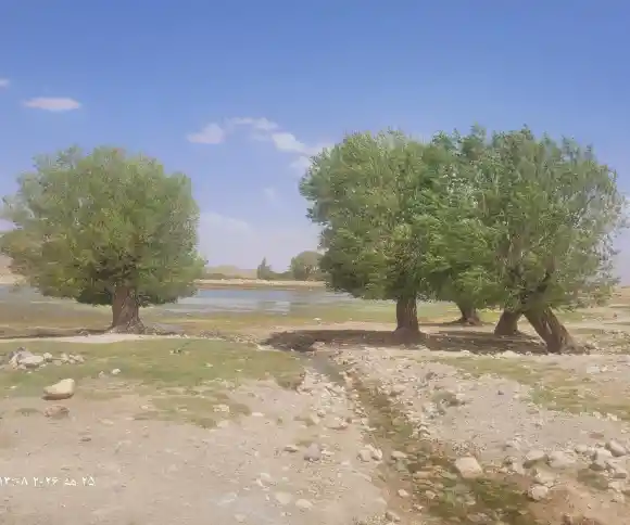 چشمه سه درخت-1
