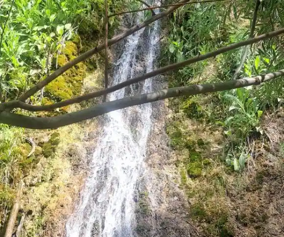 آبشار خوش میوه-1