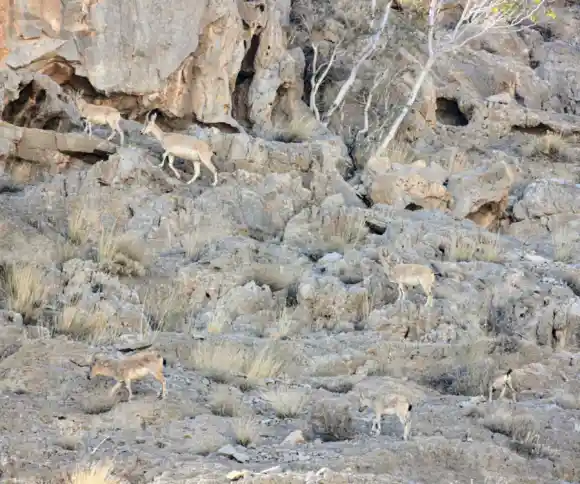 پارک ملی کلاه قاضی-1