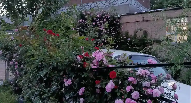 اقامتگاه بومگردی پیرصفا (هه وار)