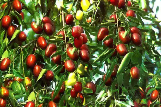 سوغاتیهای خوشمزه البرز