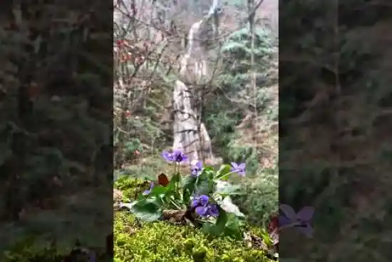 ویدیو کوتاه آبشار چلم زرین گل