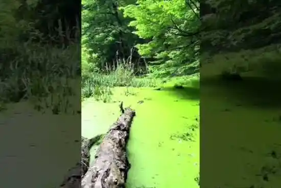 ویدیو کوتاه مرداب شقلی آباد