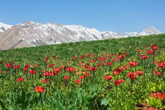 دشت لاله های واژگون