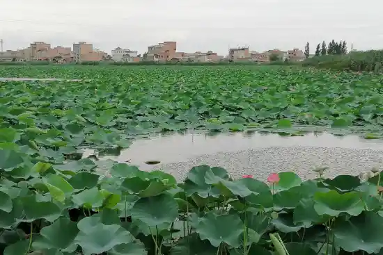 تالاب نیلوفر آبی بابل