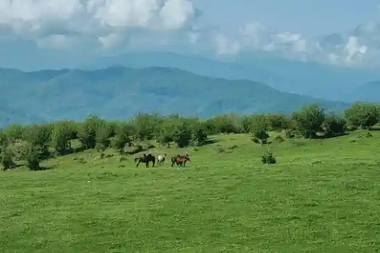 مرتع پاکندس