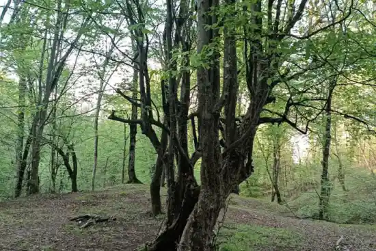 جنگل خنک چشمه