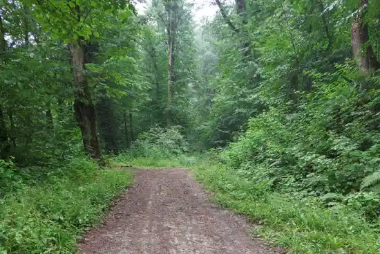 جنگل چشمه قلقلی