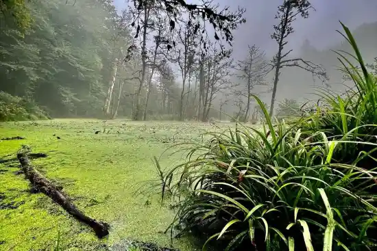 مرداب دریوک