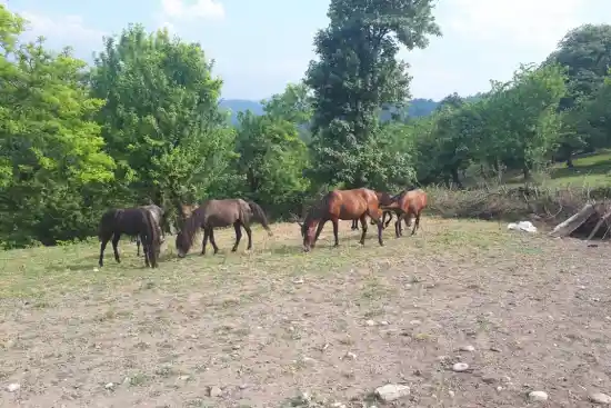 دشت افراچال زیارو