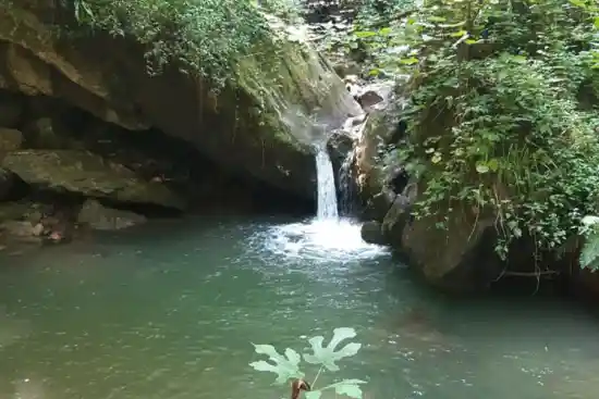 حوضچه جنگل کوریه آلیان