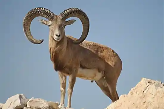 منطقه حفاظت شده هرمد