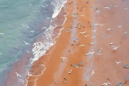 جزیره نخیلو