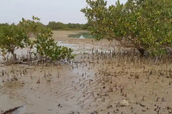 جزیره ام الکرم