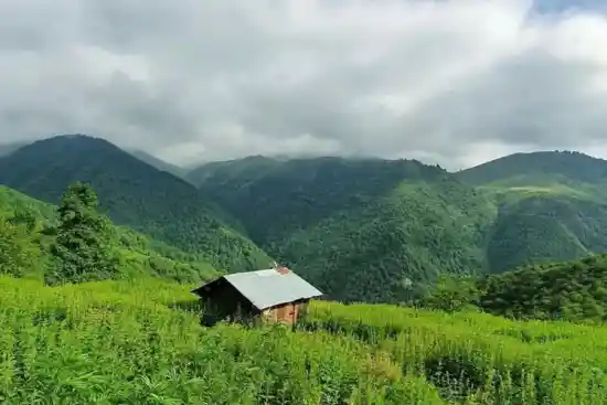 دشت کوروبار