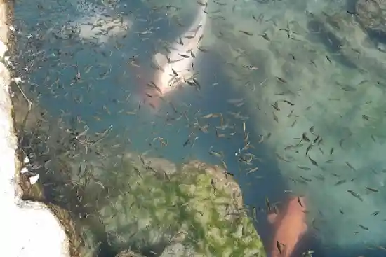 برکه مالواجرد