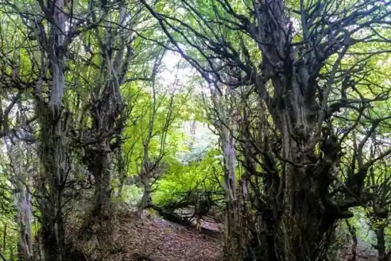 جنگل نقله بر