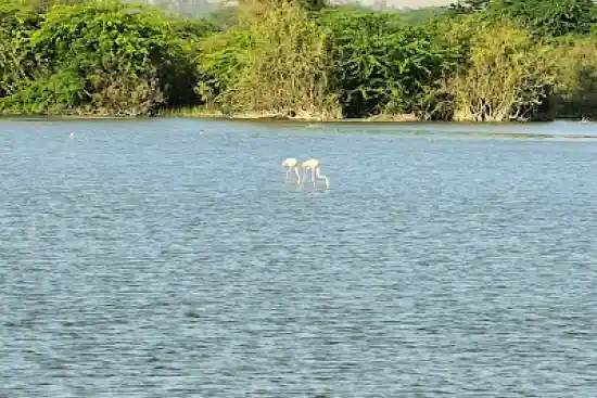 تالاب فصلی کندال