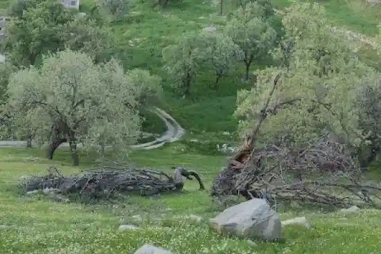 دشت ناصری لنده