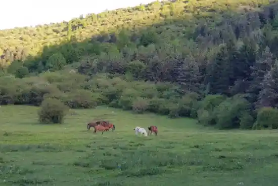 پارک جنگلی صیقل محله