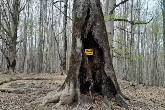 قله زینگالو