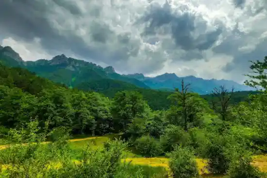 دشت میون ویشه