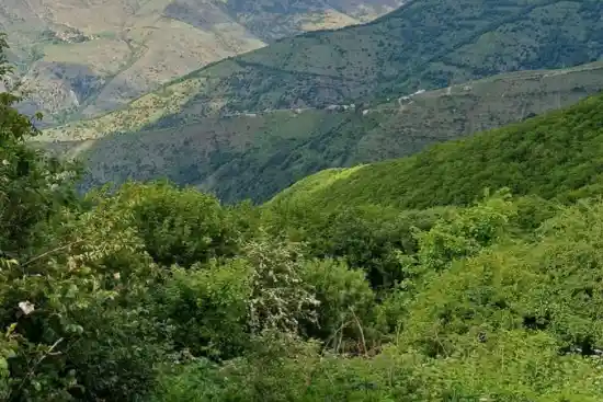 جنگل ارسباران-1