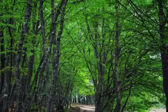 جنگل آرخاشان