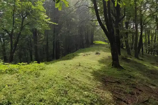 جنگل گردپشته