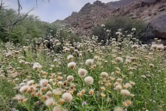 لای لندر درهشیر