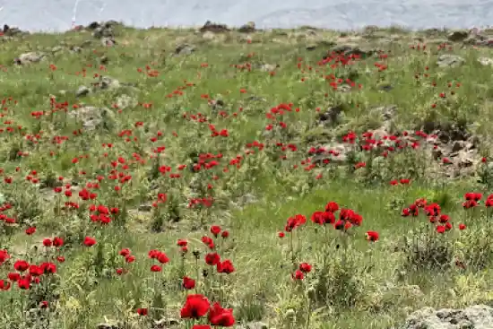 دشت شقایق پلور