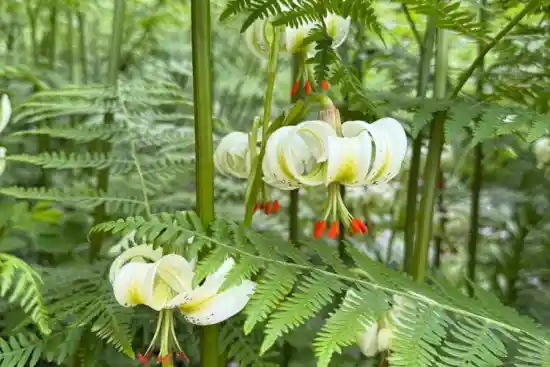 دشت سوسن چلچراغ