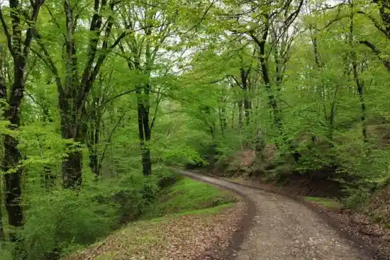 جنگل سکوتپه