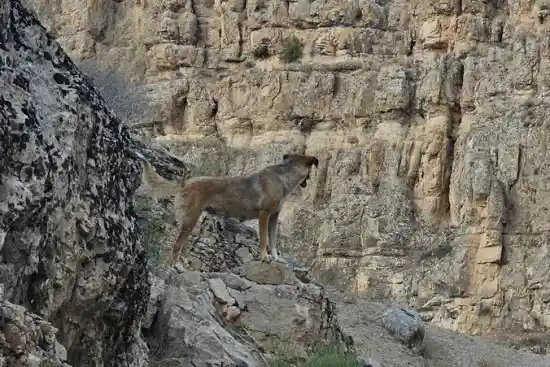 پلنگ دره باباامان