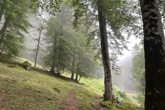 جنگل آب بر به ماسوله