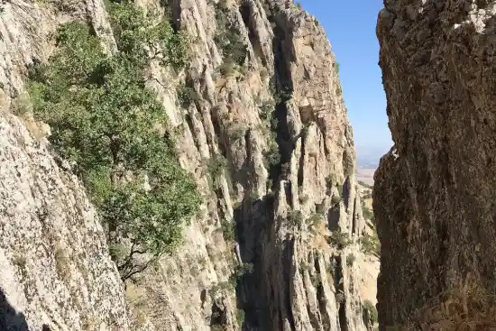 دره شاخ گاومیش