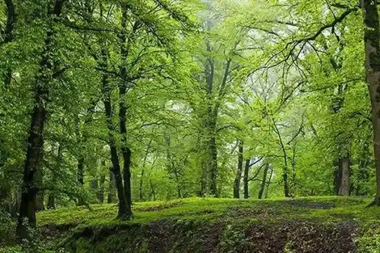 پارک جنگلی سوجاق