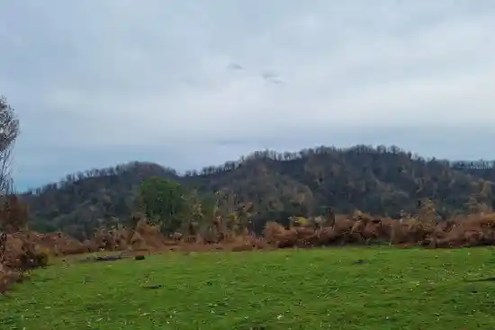 جنگل های ییلاق تله خان