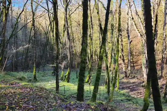 جنگل بهمنان