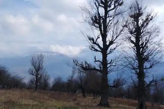 جنگل گنگرج کلا