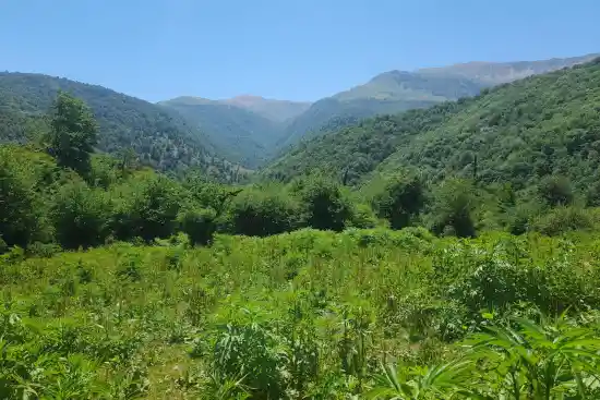 مرتع چلایی سر