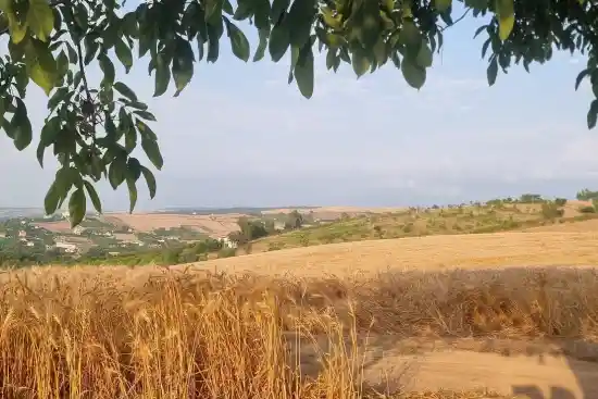 تک درخت مرمت