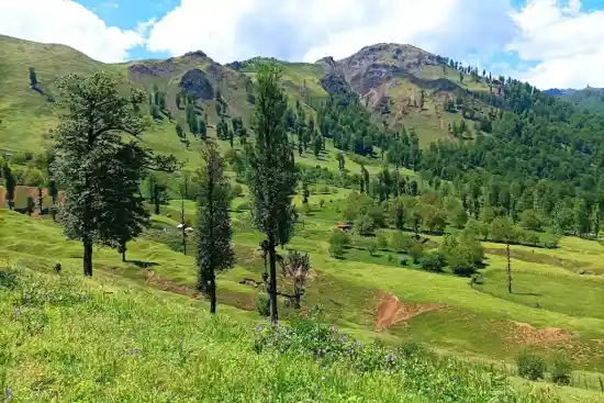ییلاق تمشه لانه